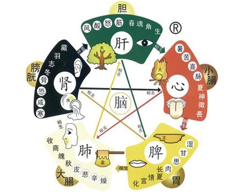 中醫五行|中醫知識 